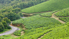 Coimbatore - Munnar - Thekkdy - Alleppey - Kovalam - Coimbatore